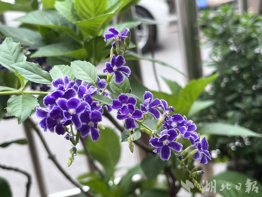 大宝游戏